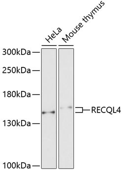 RECQ4 Antibody in Western Blot (WB)