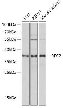 RFC2 Antibody in Western Blot (WB)
