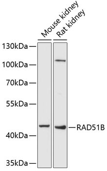 RAD51B Antibody in Western Blot (WB)