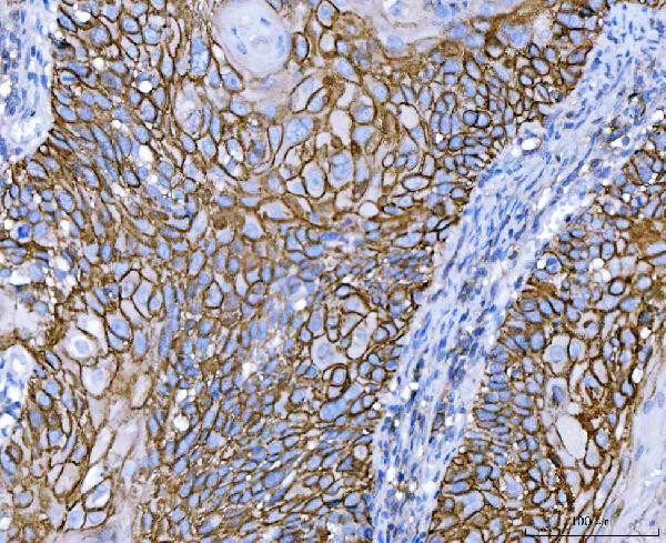 CD44 Antibody in Immunohistochemistry (Paraffin) (IHC (P))