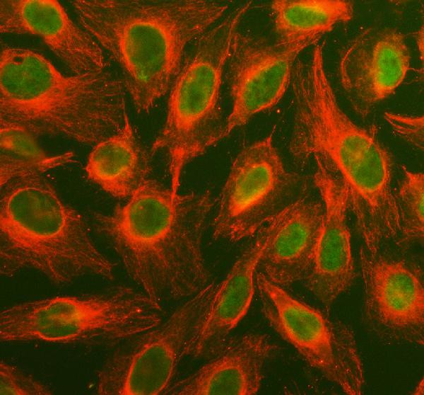 ERK1/ERK2 Antibody in Immunocytochemistry (ICC/IF)