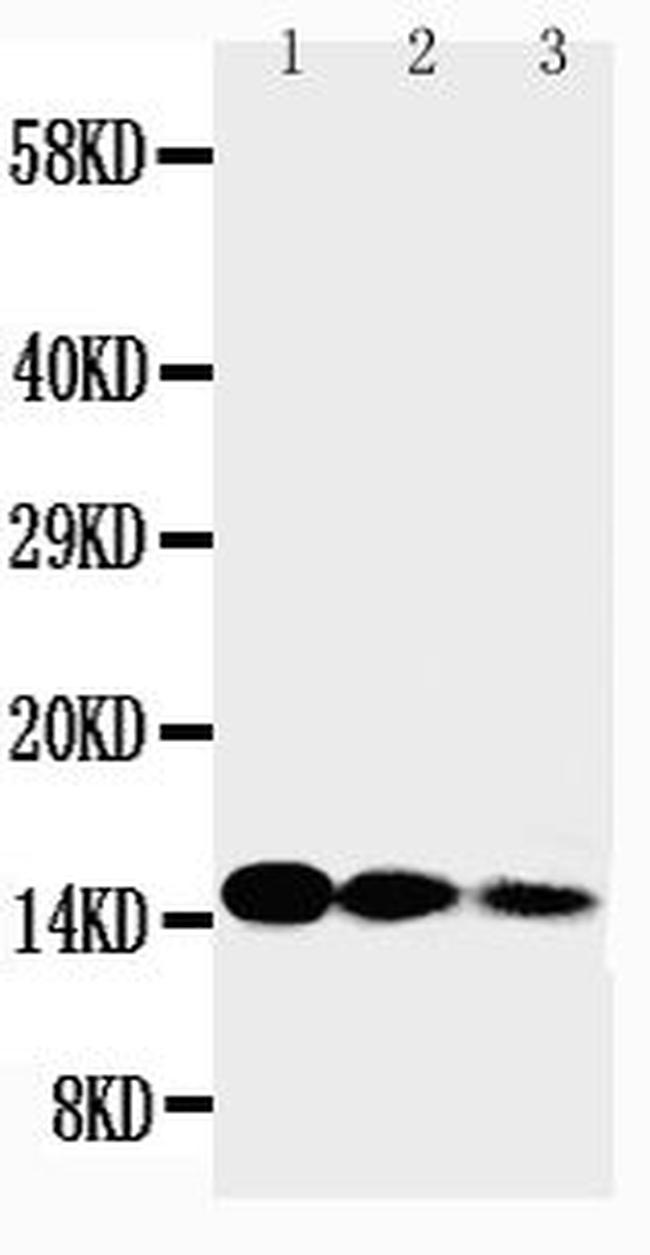 IL-3 Antibody in Western Blot (WB)