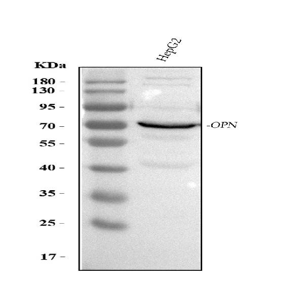 Osteopontin Antibody in Western Blot (WB)