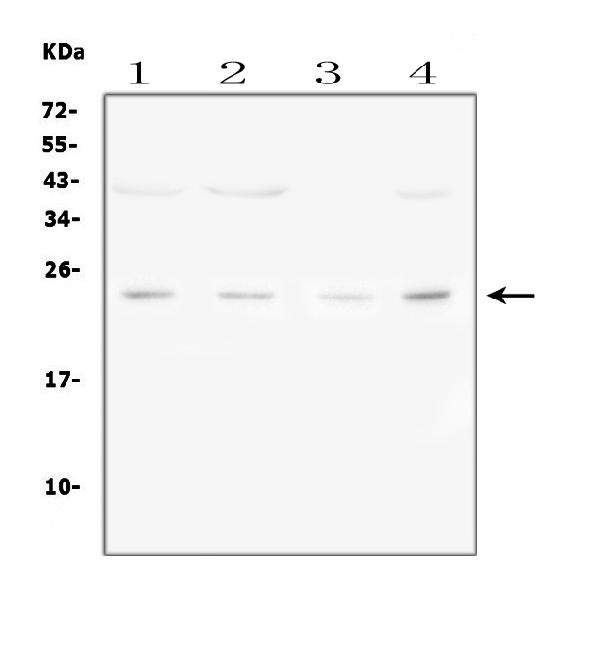 FGF22 Antibody in Western Blot (WB)