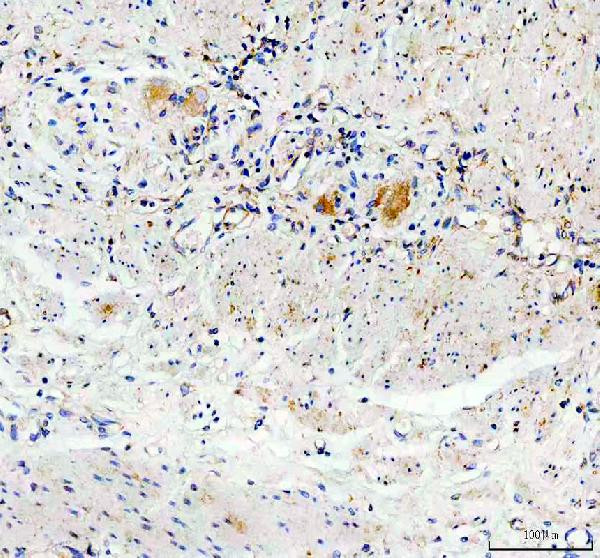 GDNF Antibody in Immunohistochemistry (Paraffin) (IHC (P))