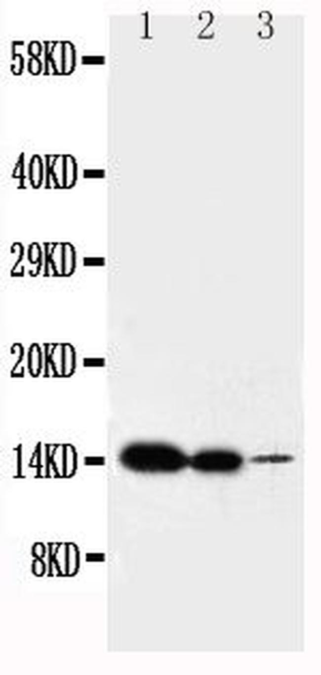 IL-2 Antibody in Western Blot (WB)