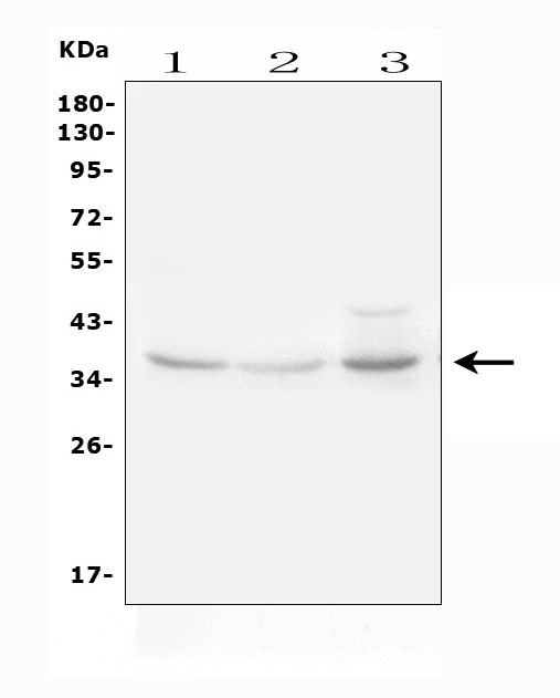 IGFBP3 Antibody in Western Blot (WB)