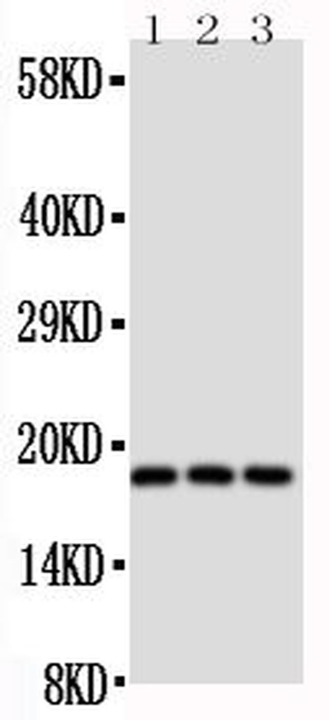 CD90 Antibody in Western Blot (WB)