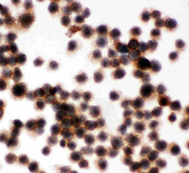CD45 Antibody in Immunocytochemistry (ICC/IF)