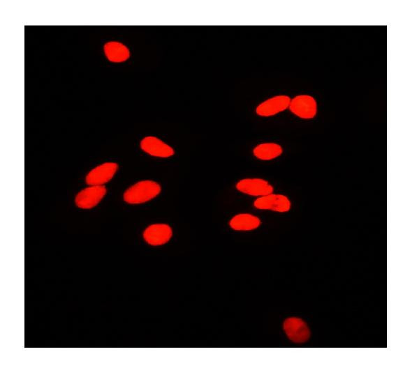 Ku80 Antibody in Immunocytochemistry (ICC/IF)