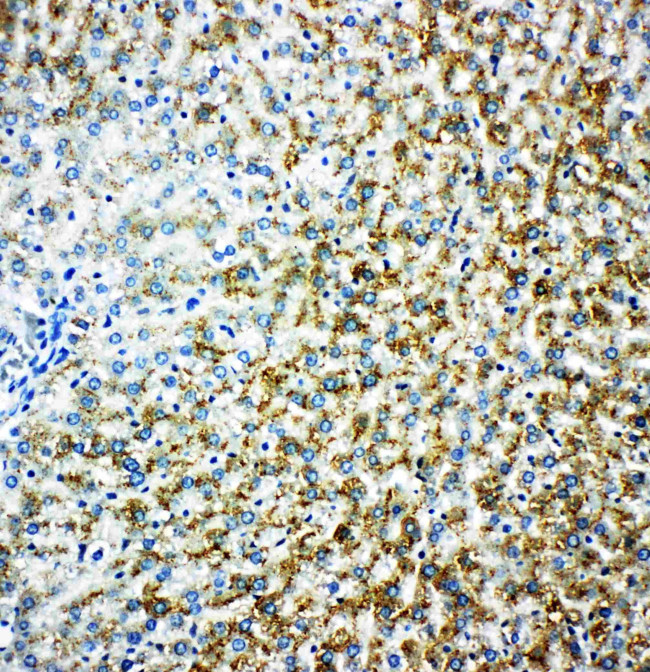 Monoamine Oxidase B Antibody in Immunohistochemistry (Paraffin) (IHC (P))