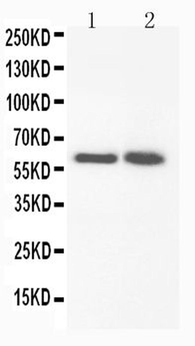 FMO3 Antibody in Western Blot (WB)