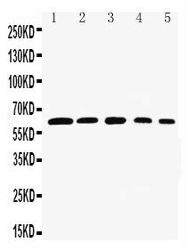 RelB Antibody in Western Blot (WB)