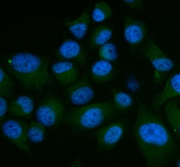 SHP2 Antibody in Immunocytochemistry (ICC/IF)