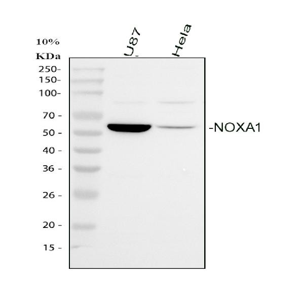 NOXA1 Antibody in Western Blot (WB)