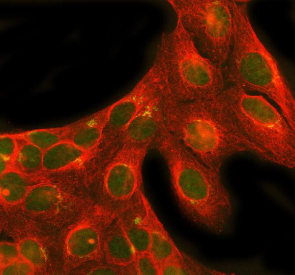 NRG1 Antibody in Immunocytochemistry (ICC/IF)