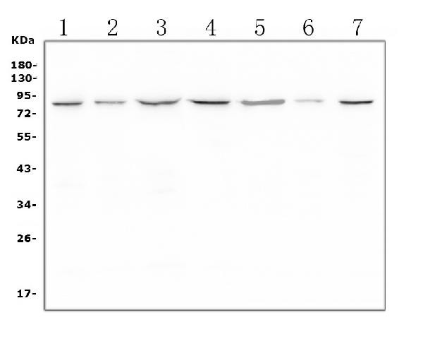 LTK Antibody in Western Blot (WB)