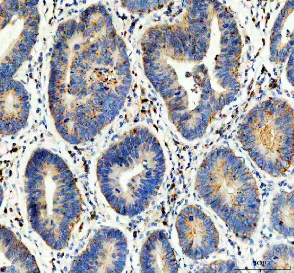Flotillin 1 Antibody in Immunohistochemistry (Paraffin) (IHC (P))