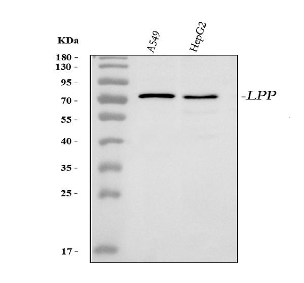 LPP Antibody in Western Blot (WB)