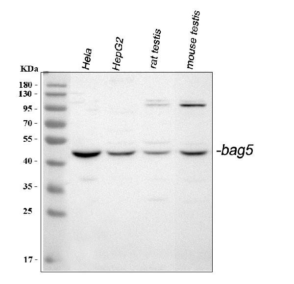 BAG5 Antibody in Western Blot (WB)