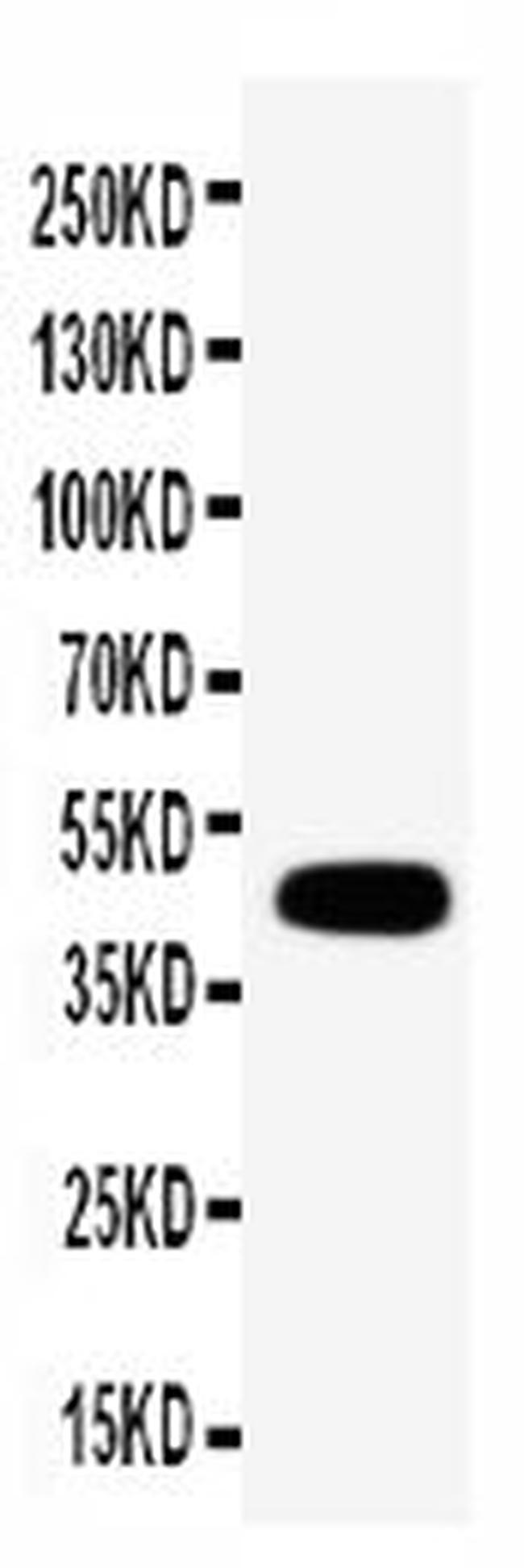 Connexin 45 Antibody in Western Blot (WB)