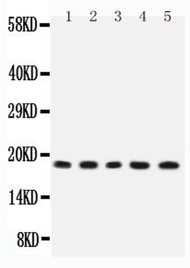 IL-2 Antibody in Western Blot (WB)