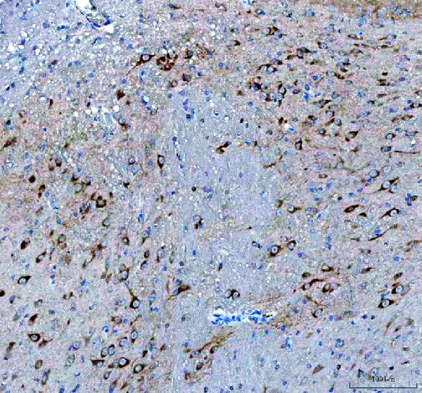 BDNF Antibody in Immunohistochemistry (Paraffin) (IHC (P))
