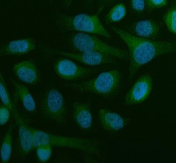 Beclin 1 Antibody in Immunocytochemistry (ICC/IF)