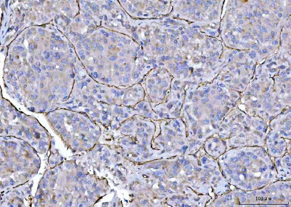 CD31 Antibody in Immunohistochemistry (Paraffin) (IHC (P))
