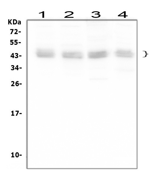 BMI-1 Antibody in Western Blot (WB)
