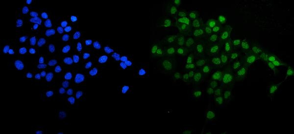 SIRT1 Antibody in Immunocytochemistry (ICC/IF)