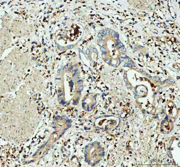GPX1 Antibody in Immunohistochemistry (Paraffin) (IHC (P))