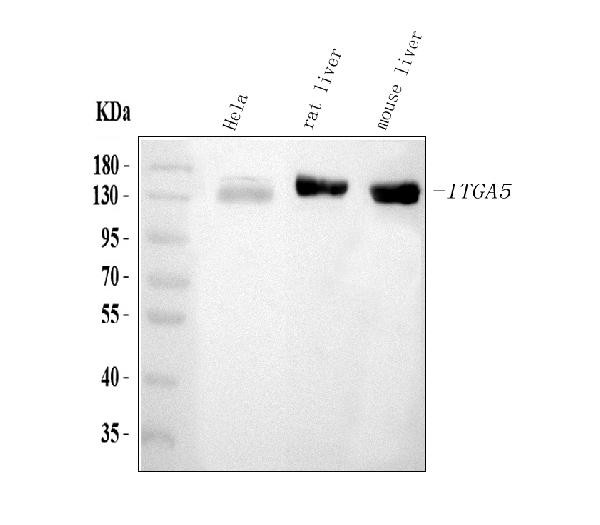 ITGA5 Antibody in Western Blot (WB)