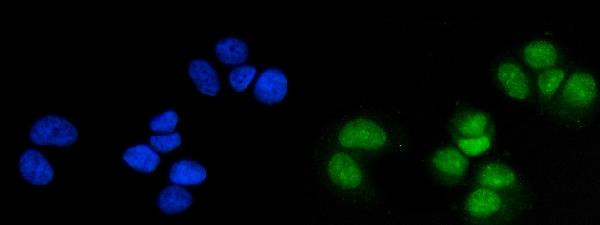 MSK1 Antibody in Immunocytochemistry (ICC/IF)