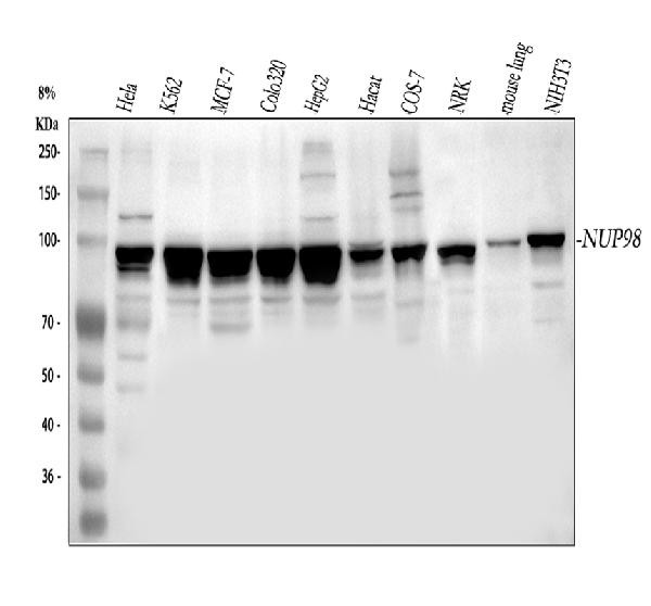 NUP98 Antibody in Western Blot (WB)