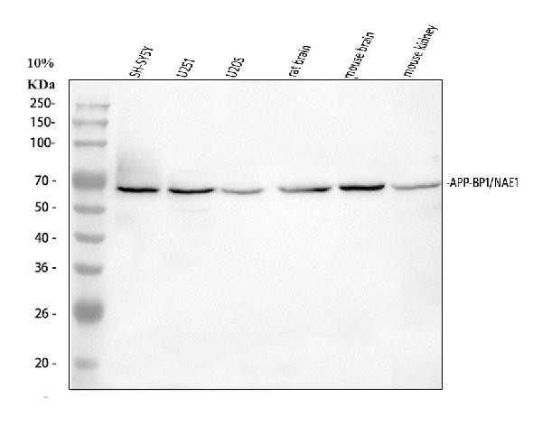 NAE1 Antibody in Western Blot (WB)