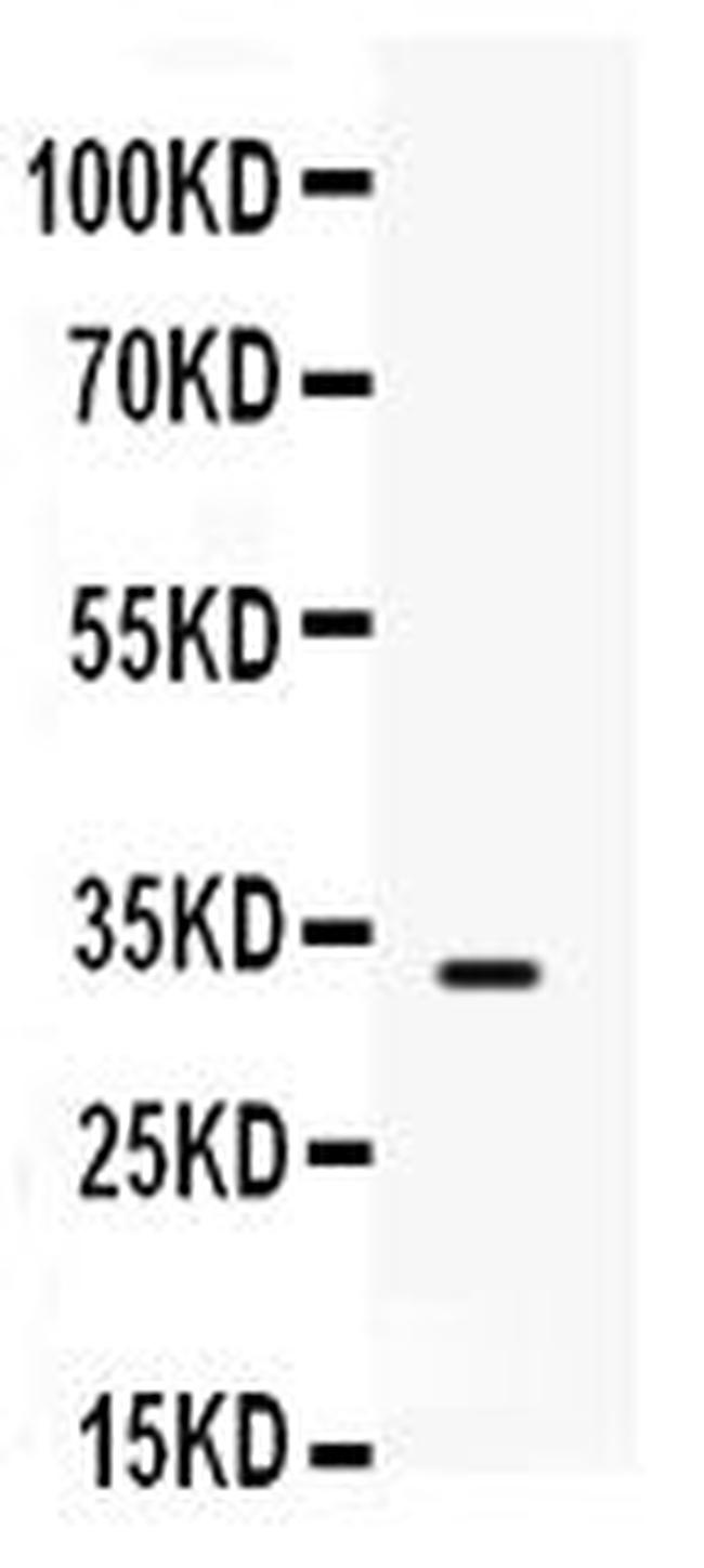 SNAI3 Antibody in Western Blot (WB)
