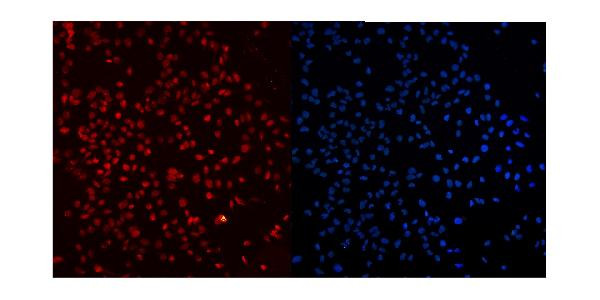Ku80 Antibody in Immunocytochemistry (ICC/IF)