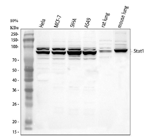 STAT1 Antibody in Western Blot (WB)