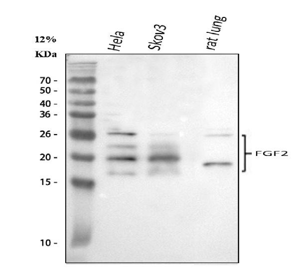 FGF2 Antibody in Western Blot (WB)