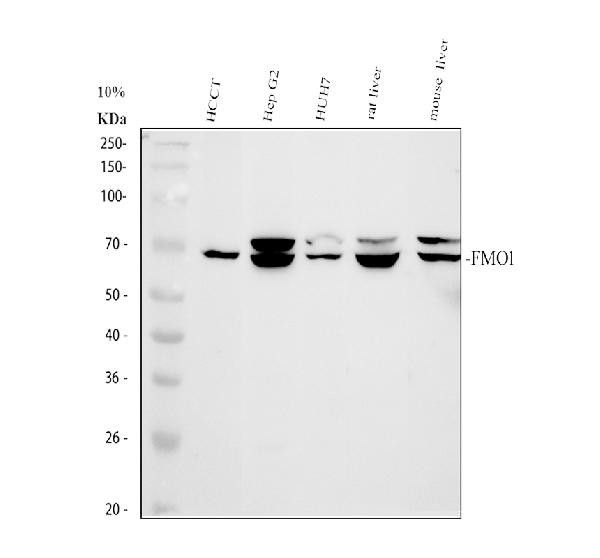 FMO1 Antibody in Western Blot (WB)