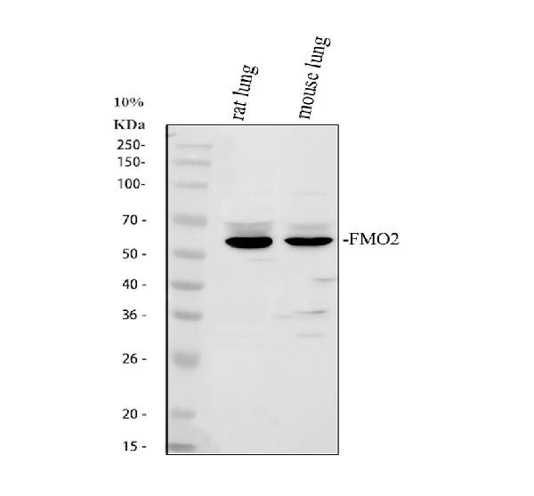 FMO2 Antibody in Western Blot (WB)