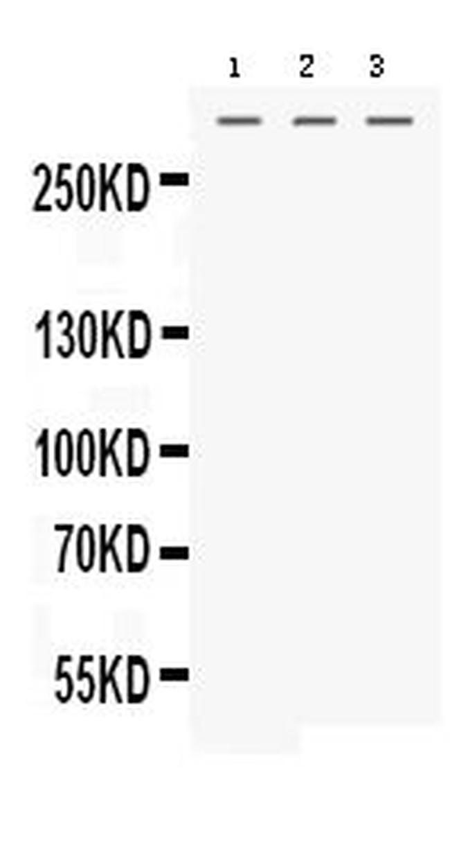 MGA Antibody in Western Blot (WB)