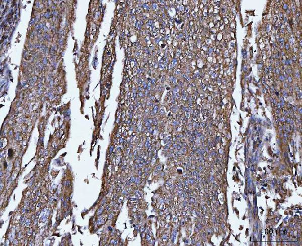 TRPM4 Antibody in Immunohistochemistry (Paraffin) (IHC (P))