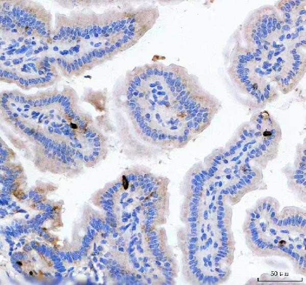 GIP Antibody in Immunohistochemistry (Paraffin) (IHC (P))