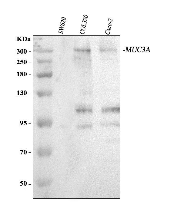 MUC3A/MUC3B Antibody in Western Blot (WB)