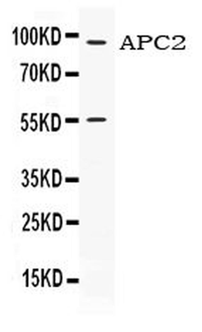 APC2 Antibody in Western Blot (WB)