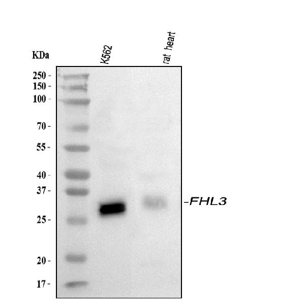FHL3 Antibody in Western Blot (WB)