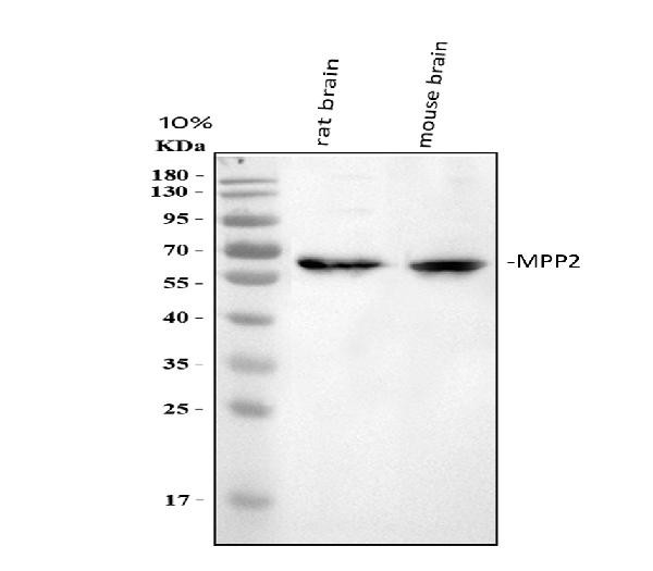 MPP2 Antibody in Western Blot (WB)