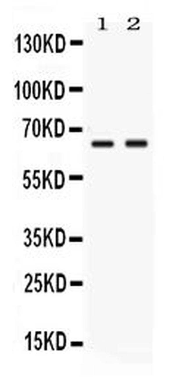 Nectin 4 Antibody in Western Blot (WB)